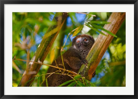 Framed Bamboo lemur in the bamboo forest, Madagascar Print