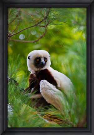 Framed Coquerel&#39;s Sifaka, Perinet Reserve, Toamasina, Madagascar Print