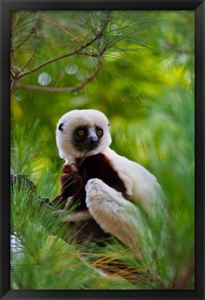 Framed Coquerel&#39;s Sifaka, Perinet Reserve, Toamasina, Madagascar Print