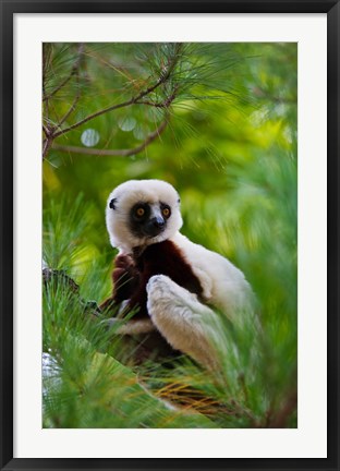 Framed Coquerel&#39;s Sifaka, Perinet Reserve, Toamasina, Madagascar Print