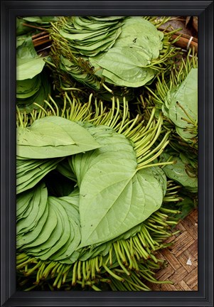 Framed Betel Leaves (Piper Betle) Used to Make Quids For Sale at Market, Myanmar Print