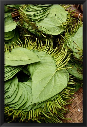 Framed Betel Leaves (Piper Betle) Used to Make Quids For Sale at Market, Myanmar Print