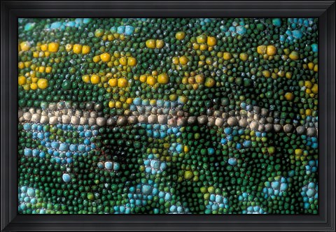Framed Chameleon lizard, detail of skin, Madagascar Print