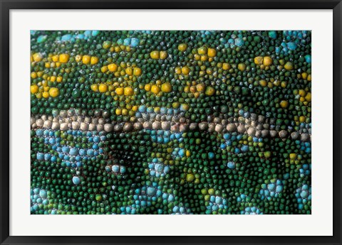 Framed Chameleon lizard, detail of skin, Madagascar Print
