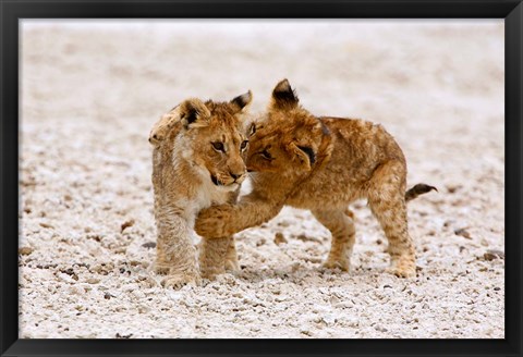 Framed Africa, Two lion cubs play fighting on the Etosha Pan Print