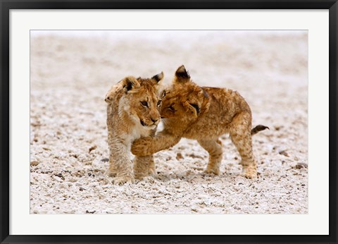 Framed Africa, Two lion cubs play fighting on the Etosha Pan Print