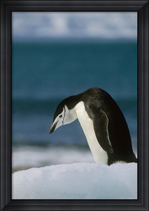 Framed Chinstrap Penguin, Antarctica. Print
