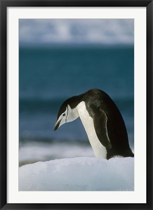 Framed Chinstrap Penguin, Antarctica. Print