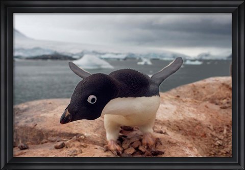 Framed Adelie penguin, Western Antarctic Peninsula Print