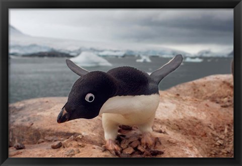 Framed Adelie penguin, Western Antarctic Peninsula Print