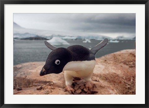 Framed Adelie penguin, Western Antarctic Peninsula Print