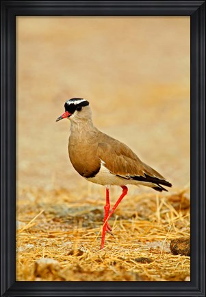 Framed Africa, Namibia. Crowned Plover or Lapwing Print