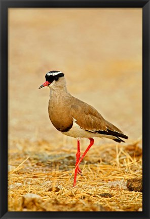 Framed Africa, Namibia. Crowned Plover or Lapwing Print