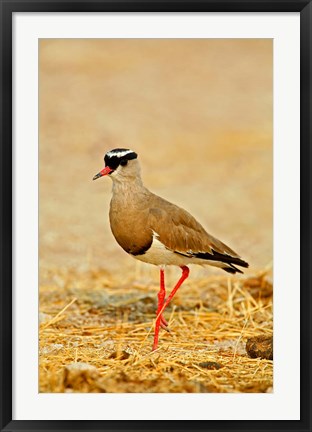 Framed Africa, Namibia. Crowned Plover or Lapwing Print