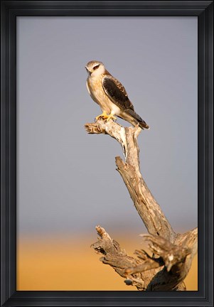 Framed Africa, Naminia, Etosha NP, Black Winged Kite bird Print