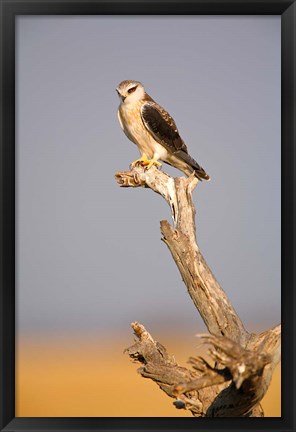 Framed Africa, Naminia, Etosha NP, Black Winged Kite bird Print