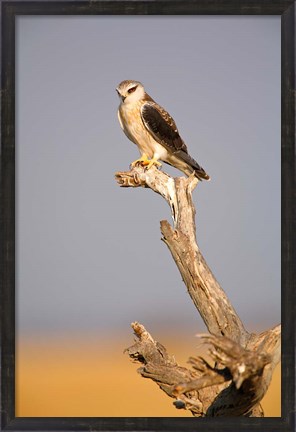 Framed Africa, Naminia, Etosha NP, Black Winged Kite bird Print