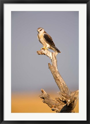 Framed Africa, Naminia, Etosha NP, Black Winged Kite bird Print