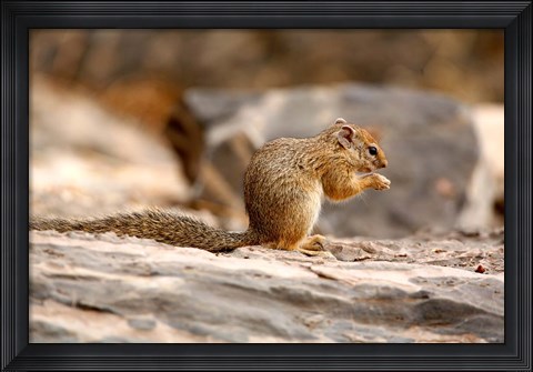 Framed Africa. Tree Squirrel feeding on the ground Print
