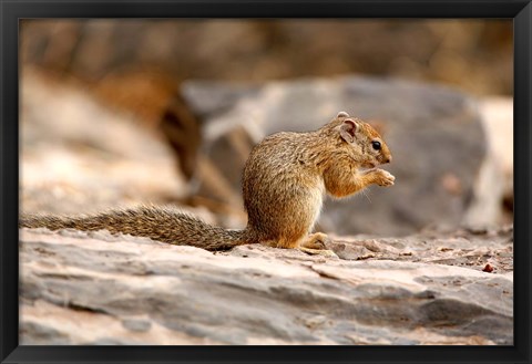 Framed Africa. Tree Squirrel feeding on the ground Print