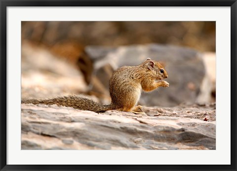 Framed Africa. Tree Squirrel feeding on the ground Print