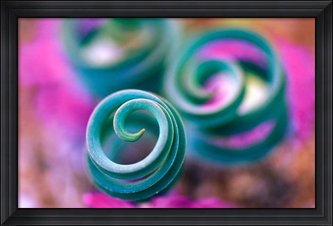 Framed Curled Lily Leaves, Namaqualand, South Africa Print