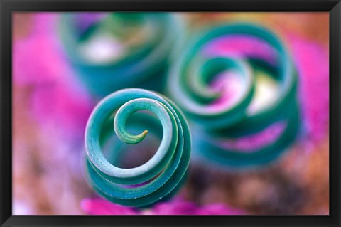 Framed Curled Lily Leaves, Namaqualand, South Africa Print