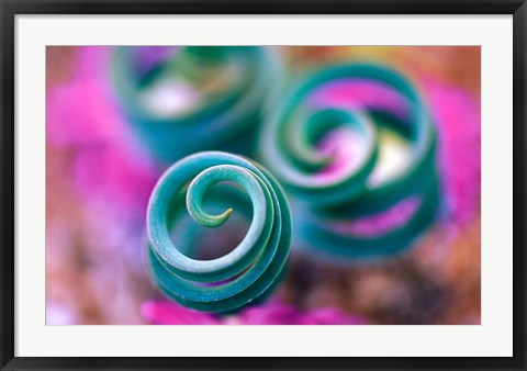 Framed Curled Lily Leaves, Namaqualand, South Africa Print