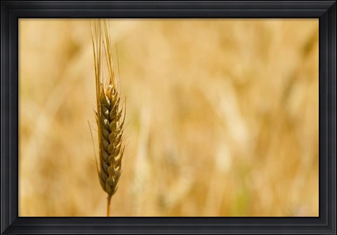 Framed Closeup of Barley, East Himalayas, Tibet, China Print
