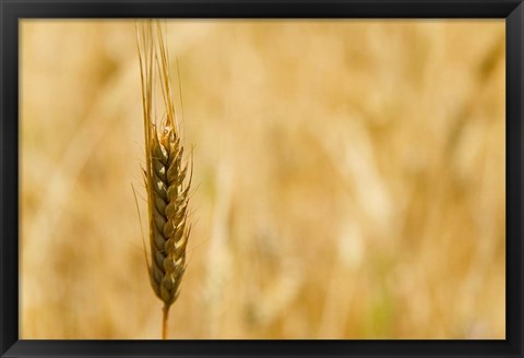 Framed Closeup of Barley, East Himalayas, Tibet, China Print