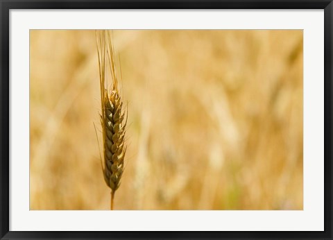 Framed Closeup of Barley, East Himalayas, Tibet, China Print
