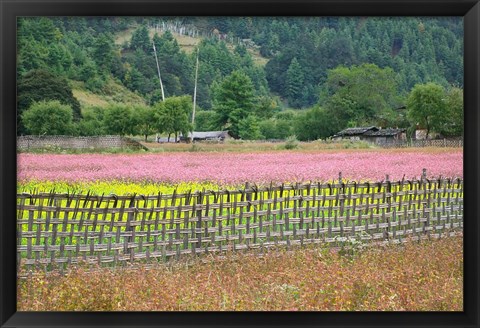 Framed Farmland of Canola and Buckwheat, Bumthang, Bhutan Print