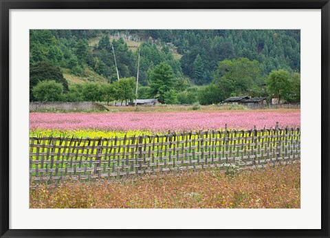 Framed Farmland of Canola and Buckwheat, Bumthang, Bhutan Print