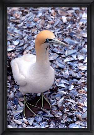 Framed Cape Gannet on the Coast, South Africa Print