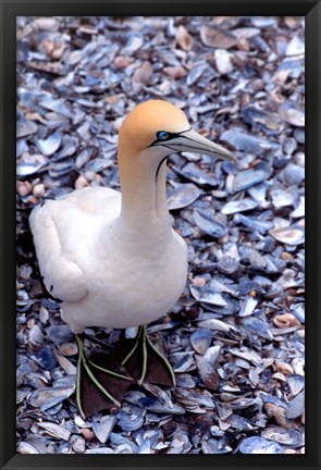 Framed Cape Gannet on the Coast, South Africa Print