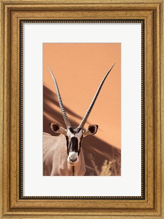 Framed Close-up of Oryx, Namib-Naukluft Park, Namibia, Africa Print