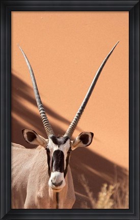 Framed Close-up of Oryx, Namib-Naukluft Park, Namibia, Africa Print