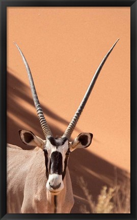 Framed Close-up of Oryx, Namib-Naukluft Park, Namibia, Africa Print