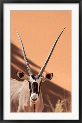 Framed Close-up of Oryx, Namib-Naukluft Park, Namibia, Africa Print