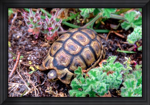 Framed Angulate Tortoise in Flowers, South Africa Print