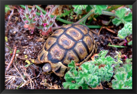 Framed Angulate Tortoise in Flowers, South Africa Print