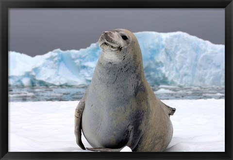 Framed Crabeater seal, saltwater pan of sea ice, Antarctica Print