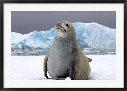 Framed Crabeater seal, saltwater pan of sea ice, Antarctica Print