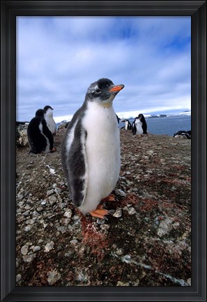 Framed Gentoo penguin chick, Antarctica Print