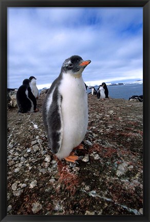 Framed Gentoo penguin chick, Antarctica Print