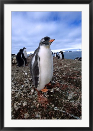 Framed Gentoo penguin chick, Antarctica Print