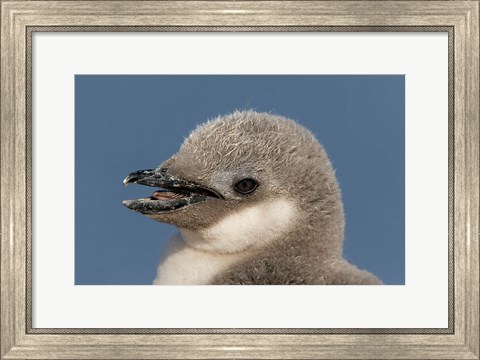 Framed Antarctica, Half Moon Island, Chinstrap penguin chick Print
