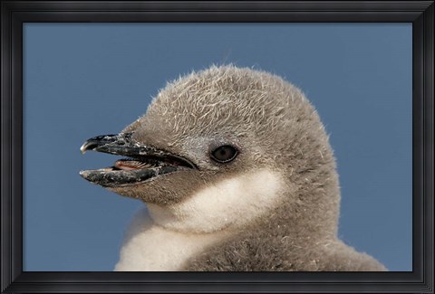 Framed Antarctica, Half Moon Island, Chinstrap penguin chick Print