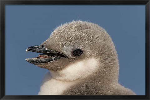 Framed Antarctica, Half Moon Island, Chinstrap penguin chick Print