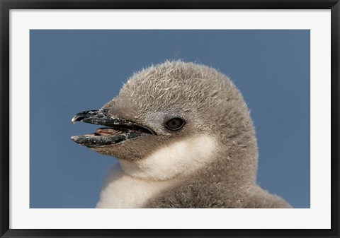 Framed Antarctica, Half Moon Island, Chinstrap penguin chick Print